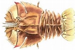 Image result for Ibacus peronii. Size: 151 x 100. Source: alchetron.com