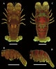 Image result for Scyllarides deceptor Geslacht. Size: 81 x 100. Source: www.researchgate.net