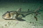 Image result for "heterodontus Portusjacksoni". Size: 150 x 100. Source: reeflifesurvey.com