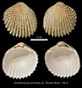 Image result for Acanthocardia. Size: 93 x 100. Source: naturalhistory.museumwales.ac.uk