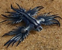Image result for "Glaucus Atlanticus". Size: 124 x 100. Source: winterfashionclothes.blogspot.com