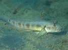 "oxyurichthys Papuensis" に対する画像結果.サイズ: 135 x 100。ソース: www.researchgate.net
