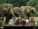 Elephant Class માટે ઇમેજ પરિણામ. માપ: 132 x 100. સ્ત્રોત: www.alamy.com