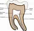Cell Lines in Dental pulp-साठीचा प्रतिमा निकाल. आकार: 111 x 100. स्रोत: pocketdentistry.com