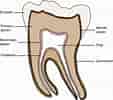 Tooth Pulp cavity ಗಾಗಿ ಇಮೇಜ್ ಫಲಿತಾಂಶ. ಗಾತ್ರ: 113 x 100. ಮೂಲ: pocketdentistry.com