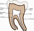 تصویر کا نتیجہ برائے Cell Lines in Dental pulp. سائز: 111 x 100۔ ماخذ: pocketdentistry.com