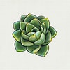 Image result for Cactus Tekenen. Size: 100 x 100. Source: nattosoup.blogspot.com