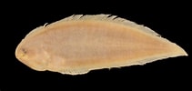 Image result for "symphurus Ligulatus". Size: 211 x 100. Source: collections-zoology.fieldmuseum.org