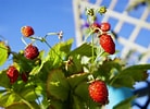 Image result for Strawberry Plants. Size: 138 x 100. Source: plantura.garden