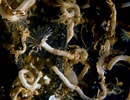 Image result for Hydroides elegans Habitat. Size: 130 x 100. Source: varietyoflife.com.au