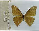 Image result for "aega Monophthalma". Size: 125 x 100. Source: www.butterfliesofamerica.com