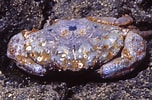 Image result for Leptodius sanguineus. Size: 152 x 100. Source: www.ryanphotographic.com