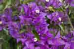 Image result for "bougainvillia Muscus". Size: 150 x 100. Source: garden.org