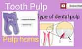 Cell Lines in Dental pulp-এর ছবি ফলাফল. আকার: 167 x 100. সূত্র: www.youtube.com