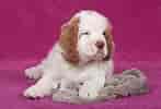 Image result for Clumber Spaniel Hunde. Size: 147 x 100. Source: fishsubsidy.org