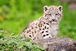 Résultat d’image pour Snow Leopard Cubs. Taille: 150 x 100. Source: wallpaperaccess.com