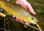 Image result for Brown Trout Fish. Size: 143 x 100. Source: ar.inspiredpencil.com
