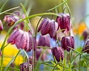Image result for Fritillariae. Size: 125 x 100. Source: horticulture.co.uk