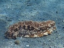 Afbeeldingsresultaten voor "astichopus Multifidus". Grootte: 132 x 100. Bron: www.gbif.org
