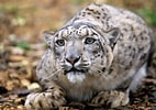 Résultat d’image pour Snow Leopard Photography. Taille: 142 x 100. Source: www.ibtimes.co.uk