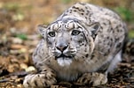 Image result for Snow Leopards. Size: 151 x 100. Source: www.ibtimes.co.uk