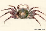 Image result for "plagusia Tuberculata". Size: 148 x 100. Source: cookislands.bishopmuseum.org