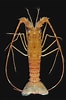 Image result for "palinustus Unicornutus". Size: 66 x 100. Source: www.hyc362.com