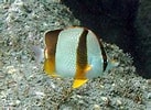 Image result for "chaetodon Robustus". Size: 137 x 100. Source: www.fishbase.org