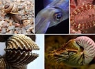 Afbeeldingsresultaten voor Mollusca pendula. Grootte: 138 x 100. Bron: owlcation.com