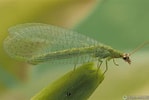 Afbeeldingsresultaten voor Green Lacewing Bug. Grootte: 149 x 100. Bron: www.macrophotobug.com