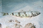 Image result for Synodus intermedius Feiten. Size: 151 x 100. Source: www.snorkeling-report.com