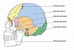 Image result for "craniella Cranium". Size: 147 x 100. Source: anatomyinfo.com
