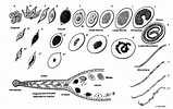 Afbeeldingsresultaten voor Protodriloides chaetifer Geslacht. Grootte: 159 x 100. Bron: www.mikroskopie-forum.de
