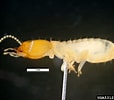 Image result for "metanephrops Formosanus". Size: 114 x 100. Source: forestryimages.org