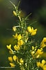 Image result for "pseudochirella Spinosa". Size: 67 x 100. Source: www.wildflowersprovence.fr
