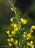 Afbeeldingsresultaten voor "pseudochirella Spinosa". Grootte: 74 x 100. Bron: www.wildflowersprovence.fr