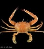 Image result for "charybdis Variegata". Size: 91 x 100. Source: www.crustaceology.com