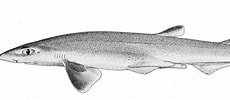 Image result for "galeus Sauteri". Size: 230 x 94. Source: www.sharkwater.com