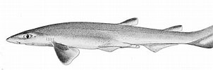 Image result for "galeus Sauteri". Size: 302 x 94. Source: www.sharkwater.com