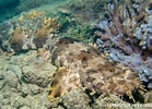 Image result for Orectolobus ornatus. Size: 139 x 100. Source: reeflifesurvey.com