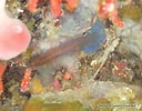 Image result for "corcyrogobius Liechtensteini". Size: 128 x 100. Source: bioobs.fr