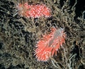 Afbeeldingsresultaten voor Carronella pellucida Geslacht. Grootte: 123 x 100. Bron: www.nudibranchia.dk