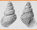 Afbeeldingsresultaten voor Alvania jeffreysi Anatomie. Grootte: 124 x 100. Bron: www.biolib.cz