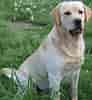 Image result for Labrador Retriever. Size: 92 x 100. Source: commons.wikimedia.org