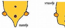 Image result for Hamster Geslacht. Size: 228 x 89. Source: home.deds.nl