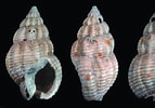 Image result for "nassarius Incrassatus". Size: 143 x 100. Source: www.researchgate.net