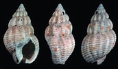Image result for "nassarius Incrassatus". Size: 172 x 100. Source: www.researchgate.net