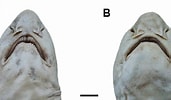 Afbeeldingsresultaten voor "scyliorhinus Haeckelii". Grootte: 171 x 100. Bron: www.researchgate.net