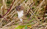 Afbeeldingsresultaten voor Stoat animal. Grootte: 157 x 100. Bron: www.woodlandtrust.org.uk