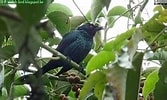 Image result for 台灣野鳥網路圖鑑. Size: 167 x 100. Source: today.to